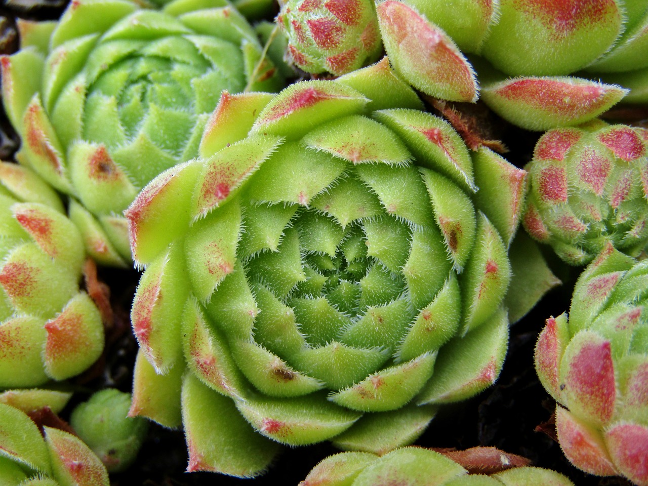 Best Ground Cover Plants for a Weed-Free Garden